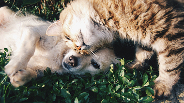 cocony dog and cat visual